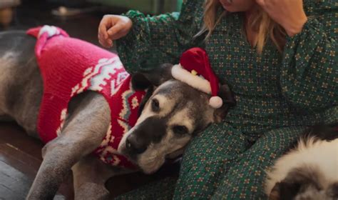 Chewy helps dying Oklahoma dog, family celebrate one last Christmas